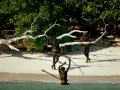 Trzech mężczyzn z plemienia Sentinelese, uzbrojonych w łuki i strzały, stoi na plaży. Sentinel Island, ich dom, chroni ich przed światem.