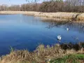 Dwa łabędzie pływają po spokojnym jeziorze Niesłysz. W tle trzciny i drzewa odbijają się w wodzie.