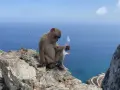 Małpa siedzi na skale na Gibraltarze, trzymając w łapce plastikowy odpad. W tle błękitne morze i statek.