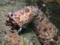 Wielki, cętkowany ogórek morski, jedno z niezwykłych zwierząt rowu mariańskiego, porusza się po dnie.