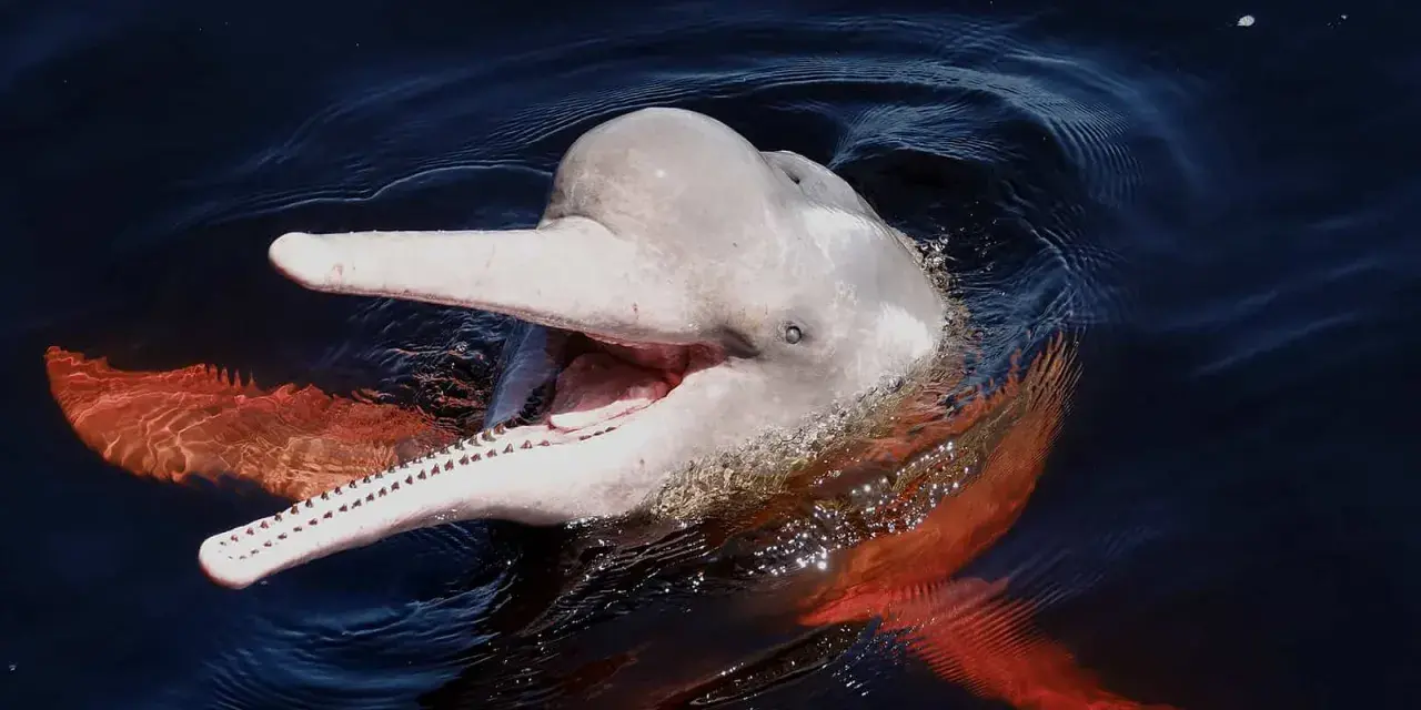 Różowy delfin z Amazonki wynurza się z ciemnej wody, otwierając pysk w uśmiechu. Jego płetwy mienią się w słońcu.