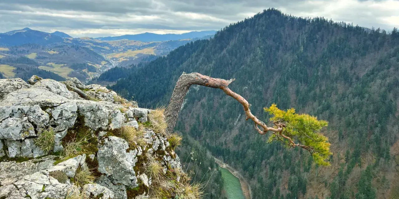 Skalisty brzeg z wygiętym drzewem i widokiem na zieloną rzekę i zalesione **pieniny szczyty** pod pochmurnym niebem.