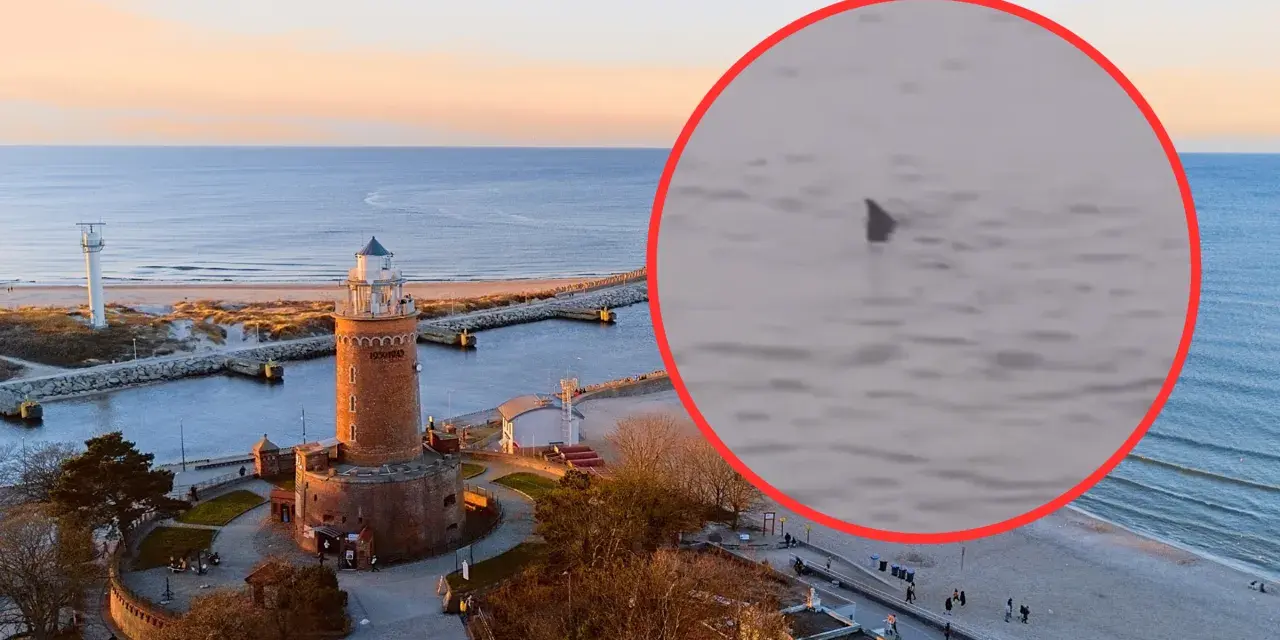 Czy w Bałtyku są rekiny? Rzadkie spotkania i ich ekologia