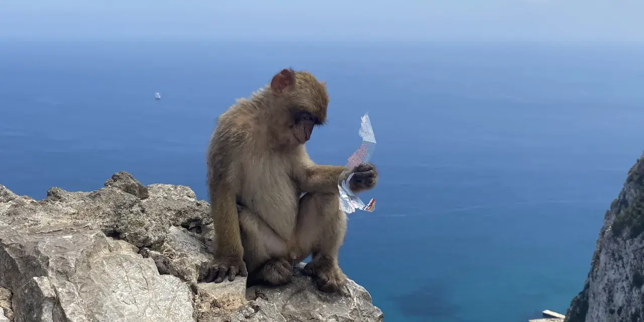 Małpa siedzi na skale na Gibraltarze, trzymając w łapce plastikowy odpad. W tle błękitne morze i statek.