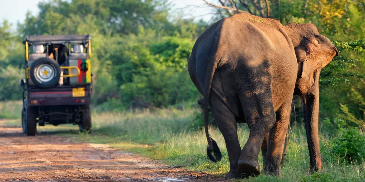 Słoń na Sri Lance, podczas pory deszczowej, przechodzi obok jeepa safari.