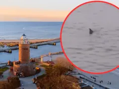 Czy w Bałtyku są rekiny? Rzadkie spotkania i ich ekologia