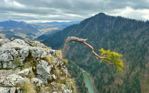 Skalisty brzeg z wygiętym drzewem i widokiem na zieloną rzekę i zalesione **pieniny szczyty** pod pochmurnym niebem.
