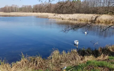 Dwa łabędzie pływają po spokojnym jeziorze Niesłysz. W tle trzciny i drzewa odbijają się w wodzie.