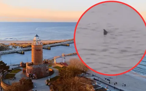 Czy w Bałtyku są rekiny? Rzadkie spotkania i ich ekologia