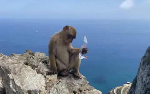 Małpa siedzi na skale na Gibraltarze, trzymając w łapce plastikowy odpad. W tle błękitne morze i statek.