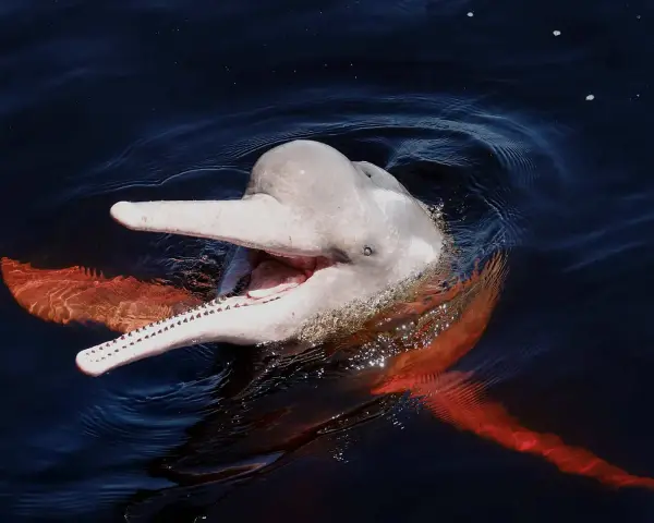 Różowy delfin z Amazonki wynurza się z ciemnej wody, otwierając pysk w uśmiechu. Jego płetwy mienią się w słońcu.