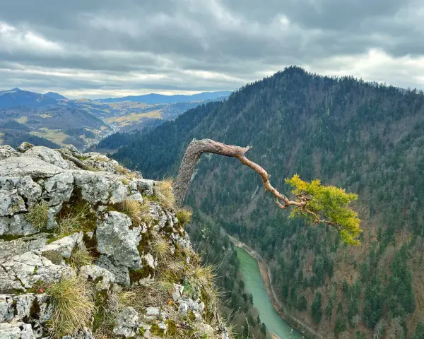 Skalisty brzeg z wygiętym drzewem i widokiem na zieloną rzekę i zalesione **pieniny szczyty** pod pochmurnym niebem.