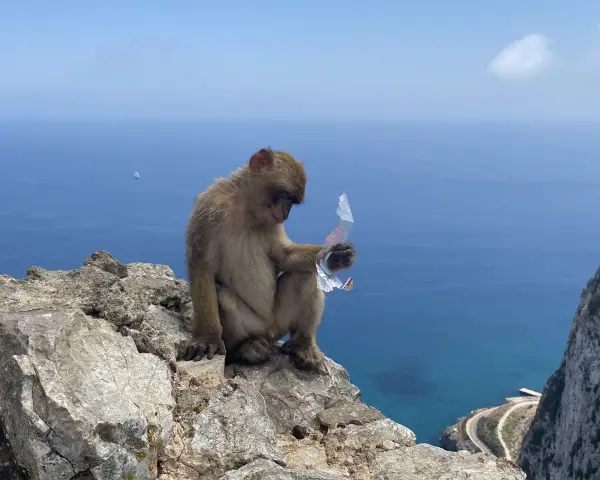 Małpa siedzi na skale na Gibraltarze, trzymając w łapce plastikowy odpad. W tle błękitne morze i statek.