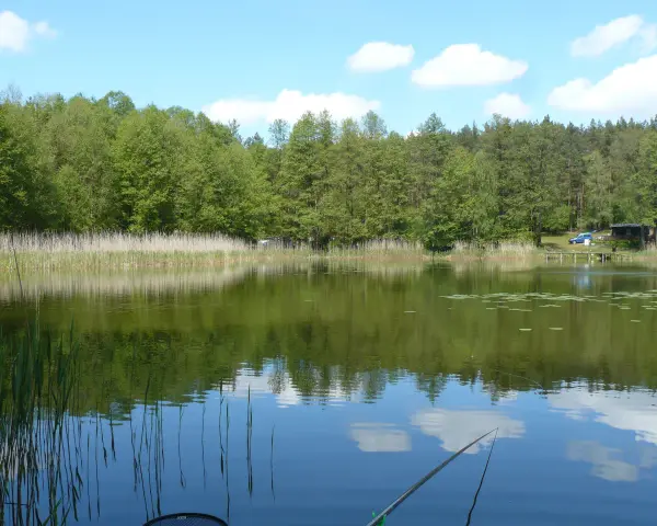 Spokojne jezioro z odbijającymi się chmurami i lasem, widoczna wędka i trzciny.