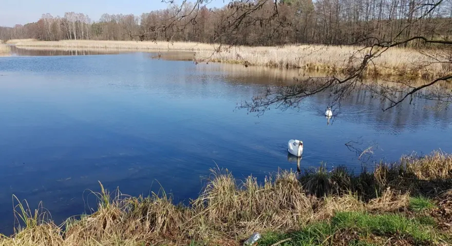 Dwa łabędzie pływają po spokojnym jeziorze Niesłysz. W tle trzciny i drzewa odbijają się w wodzie.