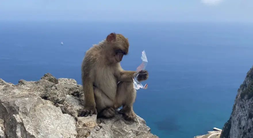 Małpa siedzi na skale na Gibraltarze, trzymając w łapce plastikowy odpad. W tle błękitne morze i statek.