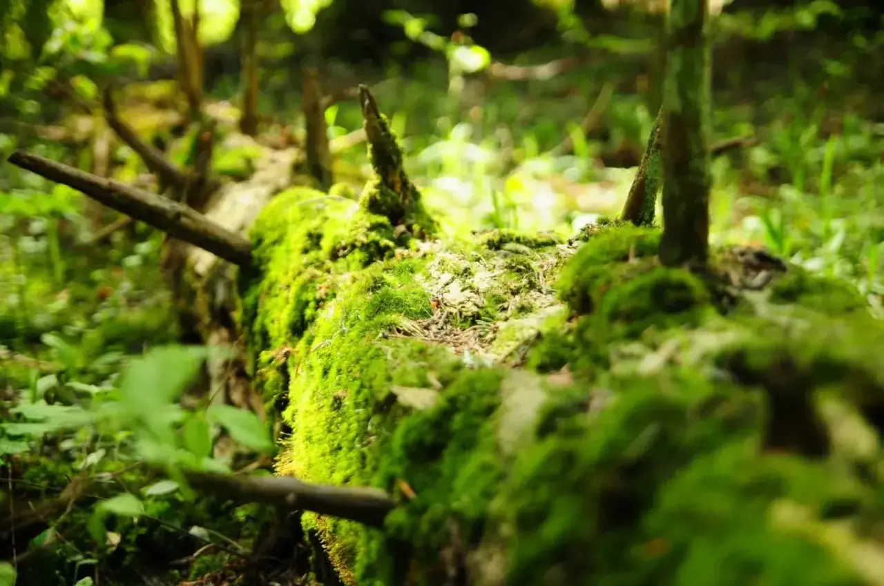 W Turnickim Parku Narodowym omszały, powalony pień drzewa tworzy naturalną ścieżkę przez bujną zieleń.