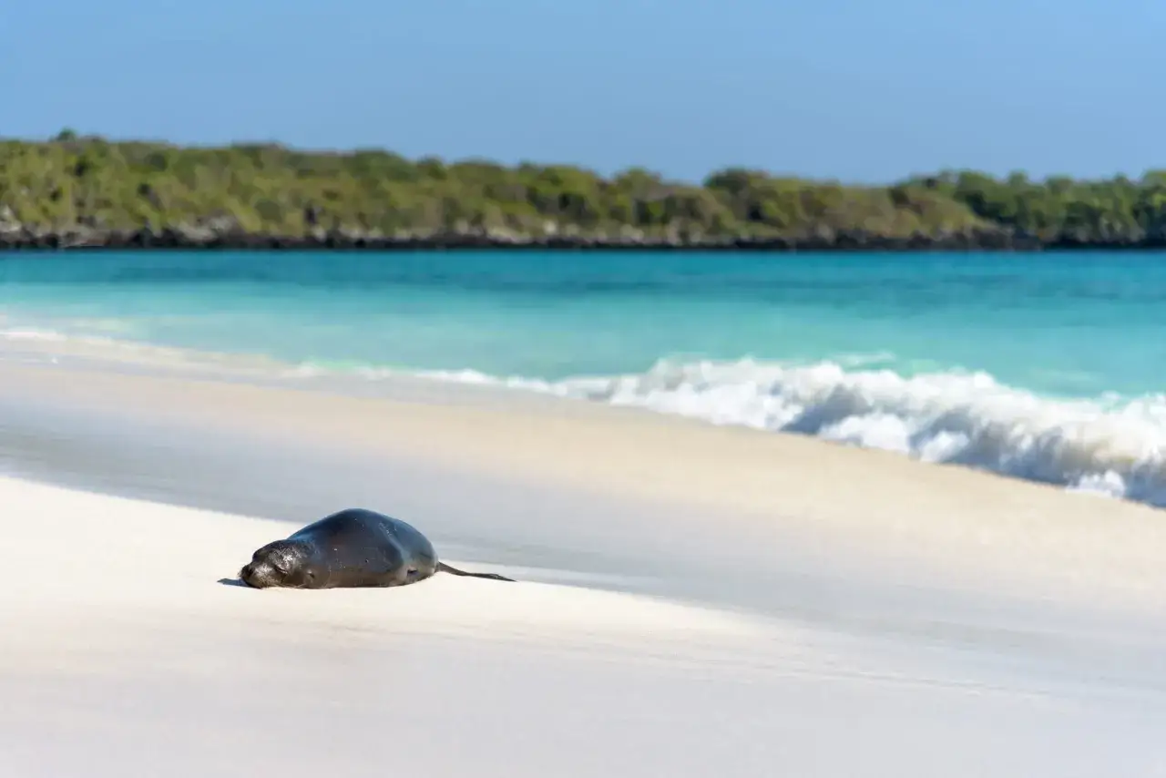 Zdjęcie Do kogo należą wyspy Galapagos? Odkryj ich fascynującą historię