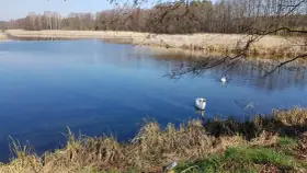 Dwa łabędzie pływają po spokojnym jeziorze Niesłysz. W tle trzciny i drzewa odbijają się w wodzie.