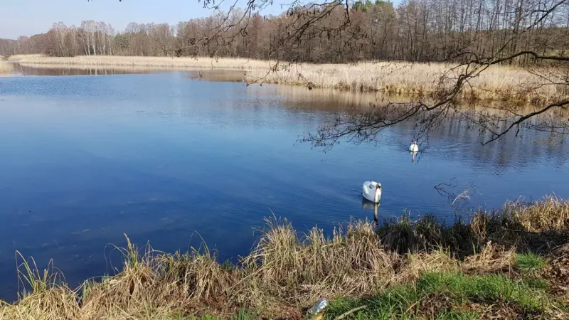 Dwa łabędzie pływają po spokojnym jeziorze Niesłysz. W tle trzciny i drzewa odbijają się w wodzie.